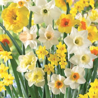 Fragrant Jonquil Daffodil Mix Thumbnail